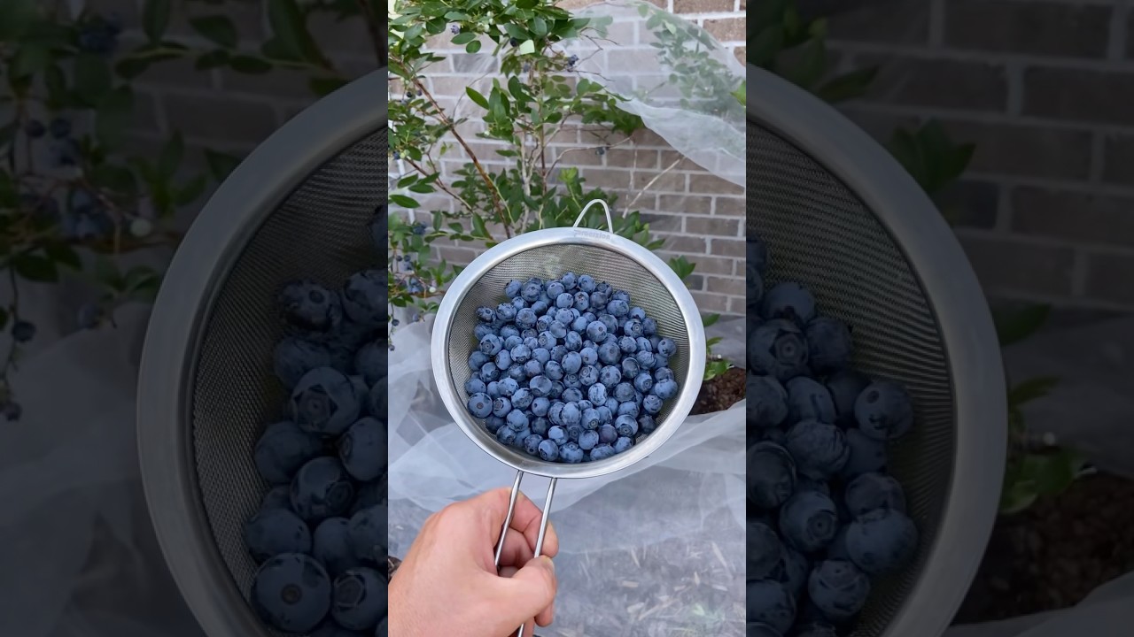 This Blueberry Variety Is AMAZING 🫐