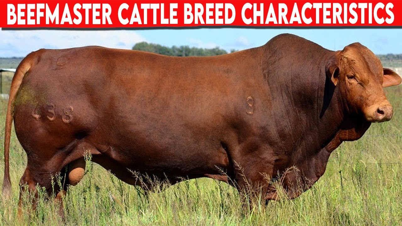 ⭕ BEEFMASTER CHARACTERISTICS ✅  Cattle Beefmaster