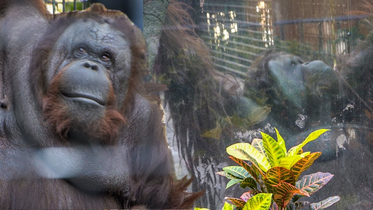 Mating process of Bornean orangutans: Vandu & Raba 1/₂
