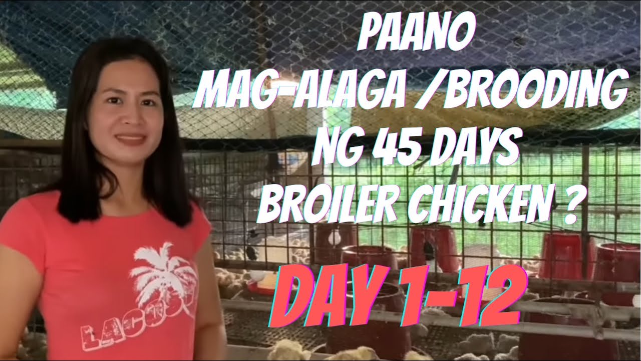 PART 1 - Paano mag-alaga / brooding ng 45 days broiler chicken? Day 1 to Day 12 (backyard poultry)
