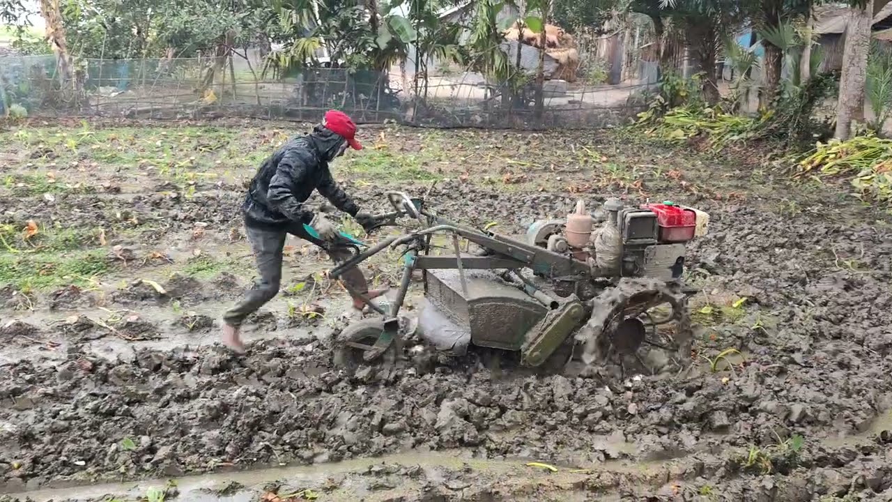 #powertiller  পাওয়ার টিলার দিয়ে ধান খেতে জমি চাষের দৃশ্য  কৃষি প্রযুক্তি