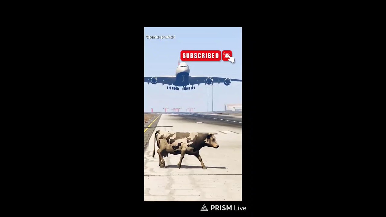 Cow Accidentally Comes Runway During Airplane Emergency Landing