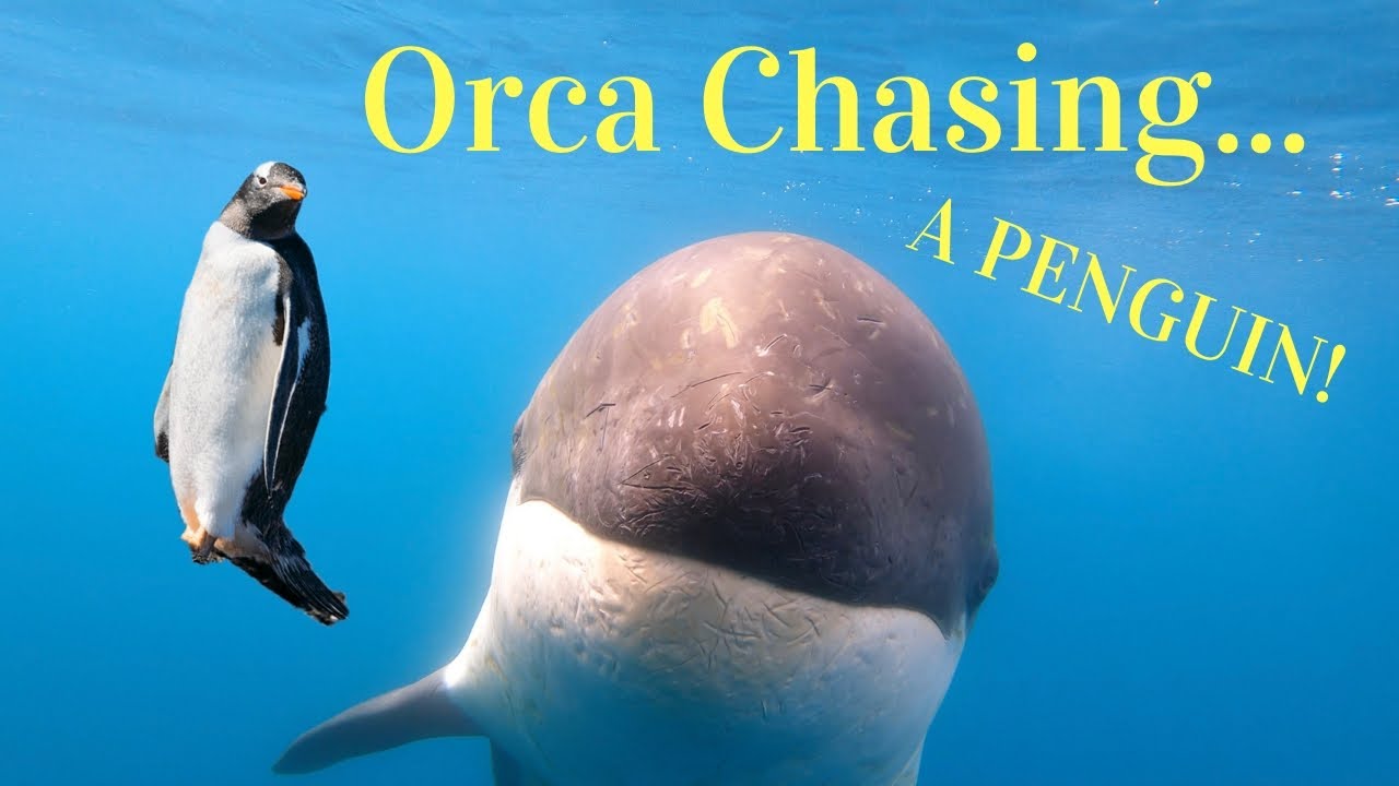 ORCA CHASING PENGUIN in Antarctica (AMAZING!)