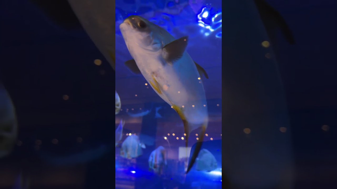 Dubai mall aquarium 