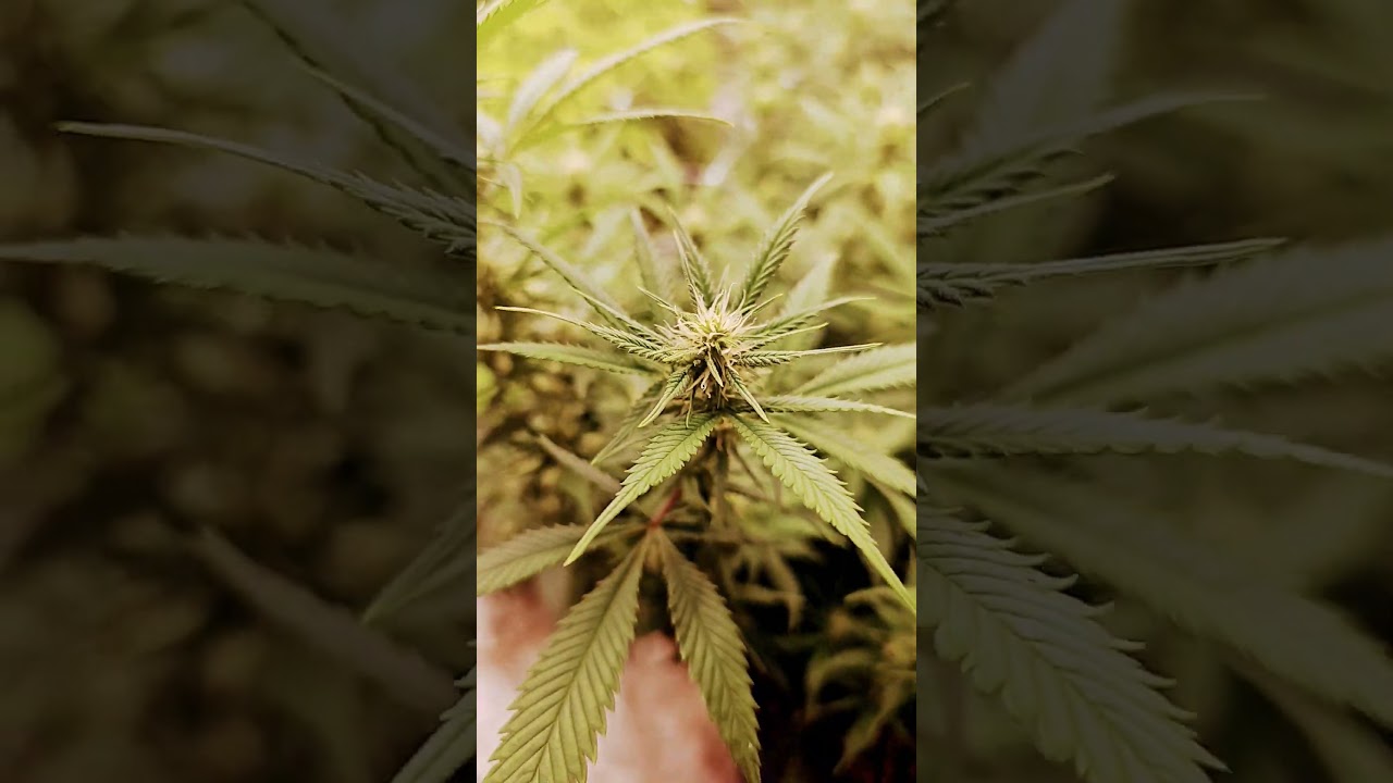 bad azz kush by barneys farm #cannabis #hgphashrosin #gaotgrown #hgphash  @MarsHydro_official