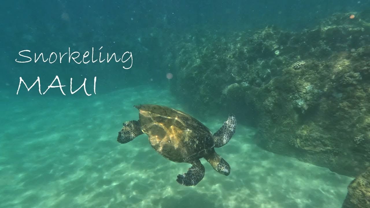 Snorkeling Maui
