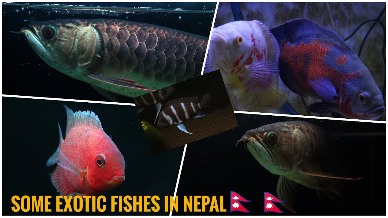Aquarium Explorer Nepal at Ocean Enterprises. #aquariumnepal #aquariumfishes #aquariumshop #fishshop