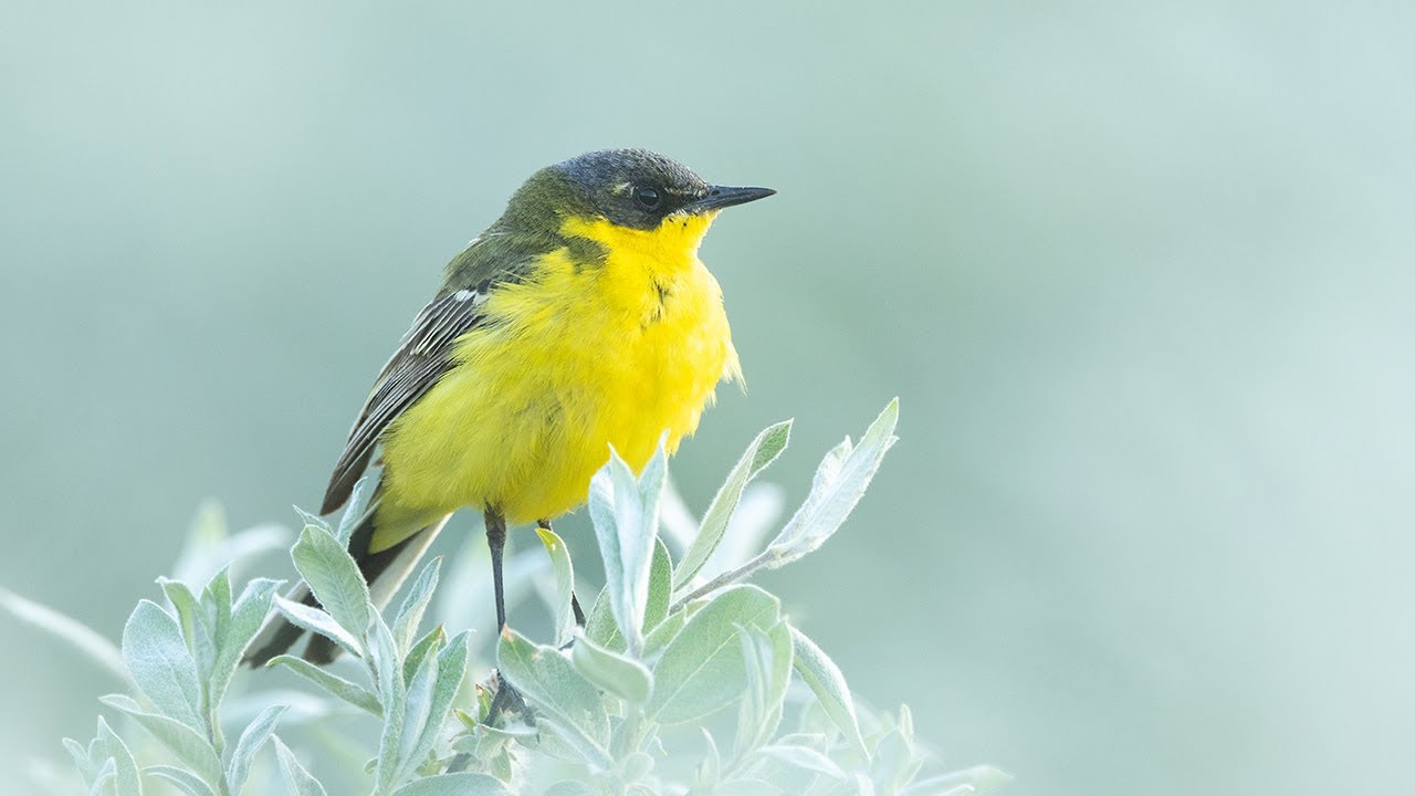 Yellow wagtail chirping