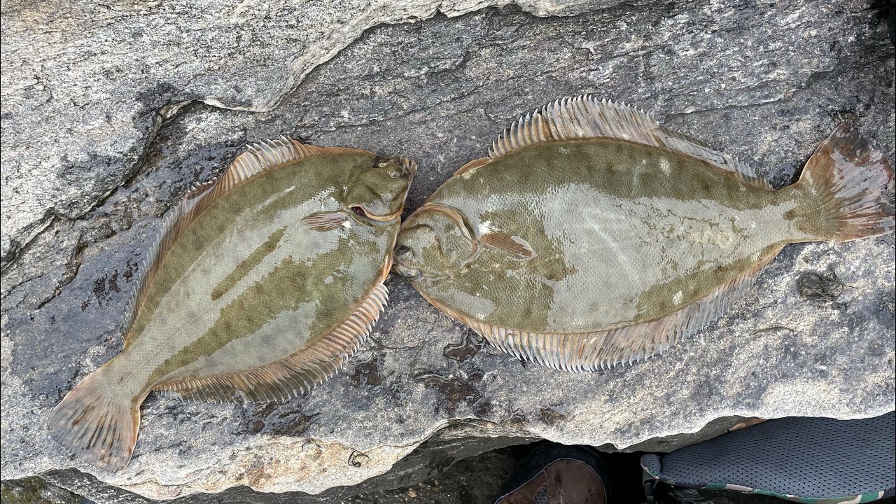 Winter Flounder limit!! (4-21-2024)