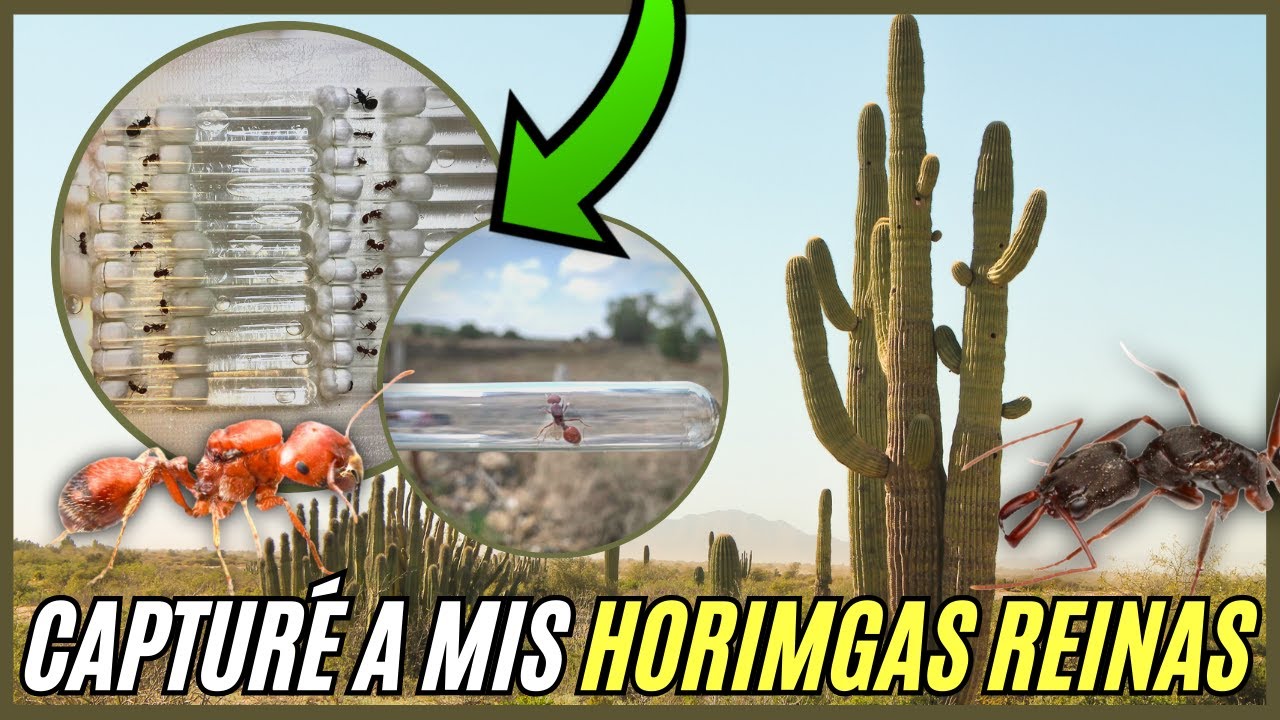 CAPTURÉ a mis propias HORMIGAS REINAS / pogonomyrmex /odontomachus / liometopum / solenopsis