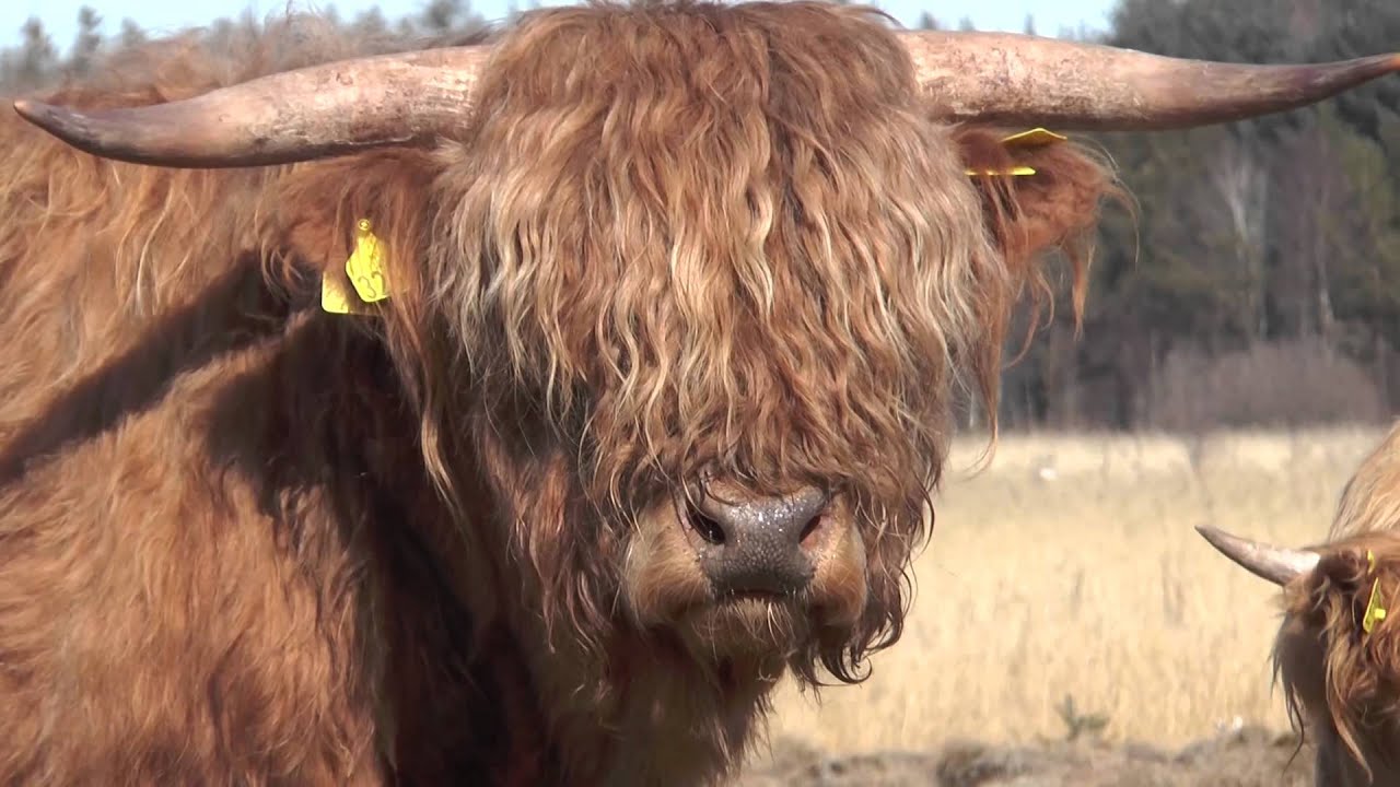 Øksnevad vgs - Høylandsfe