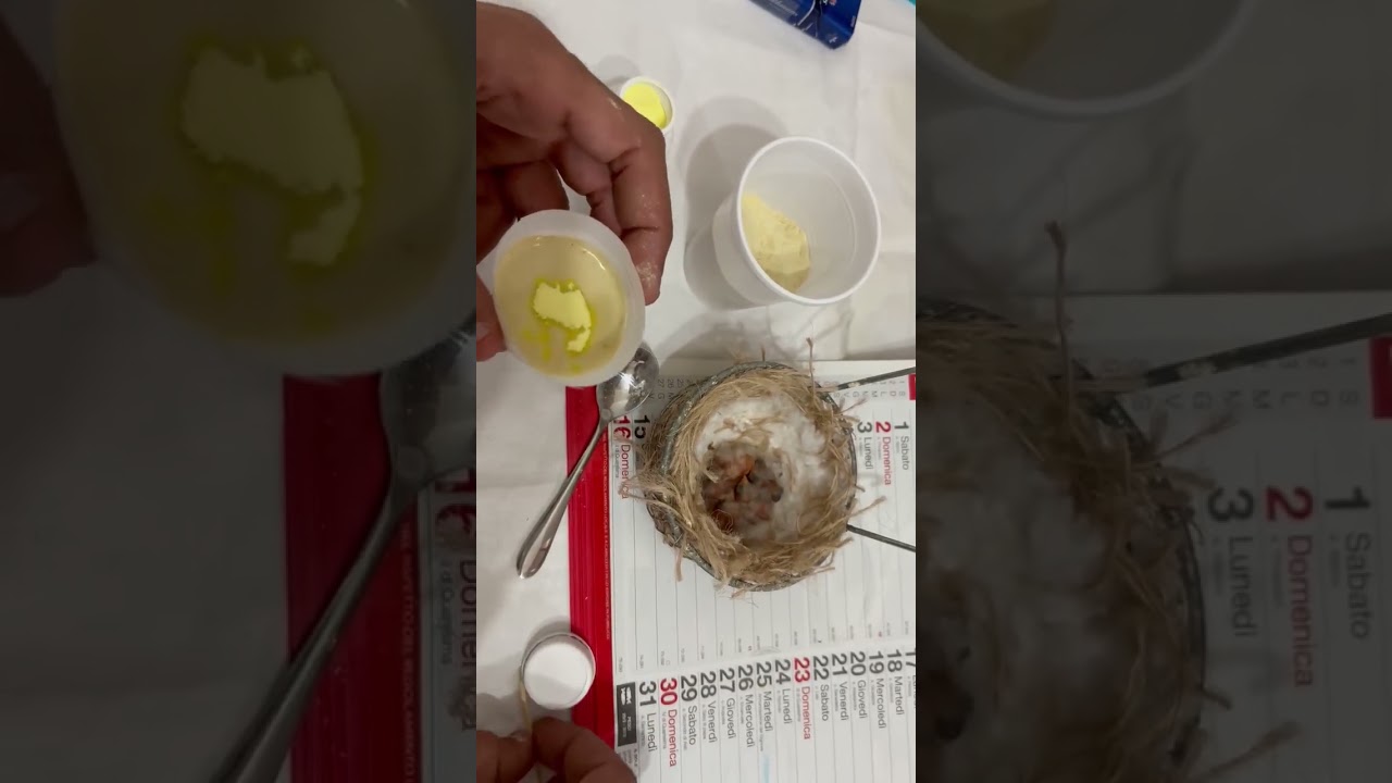 pulli dí cardellini taglia 🤏🏽padre Carduelis gola bianca per  femmina Carduelis ancestrale nostrana