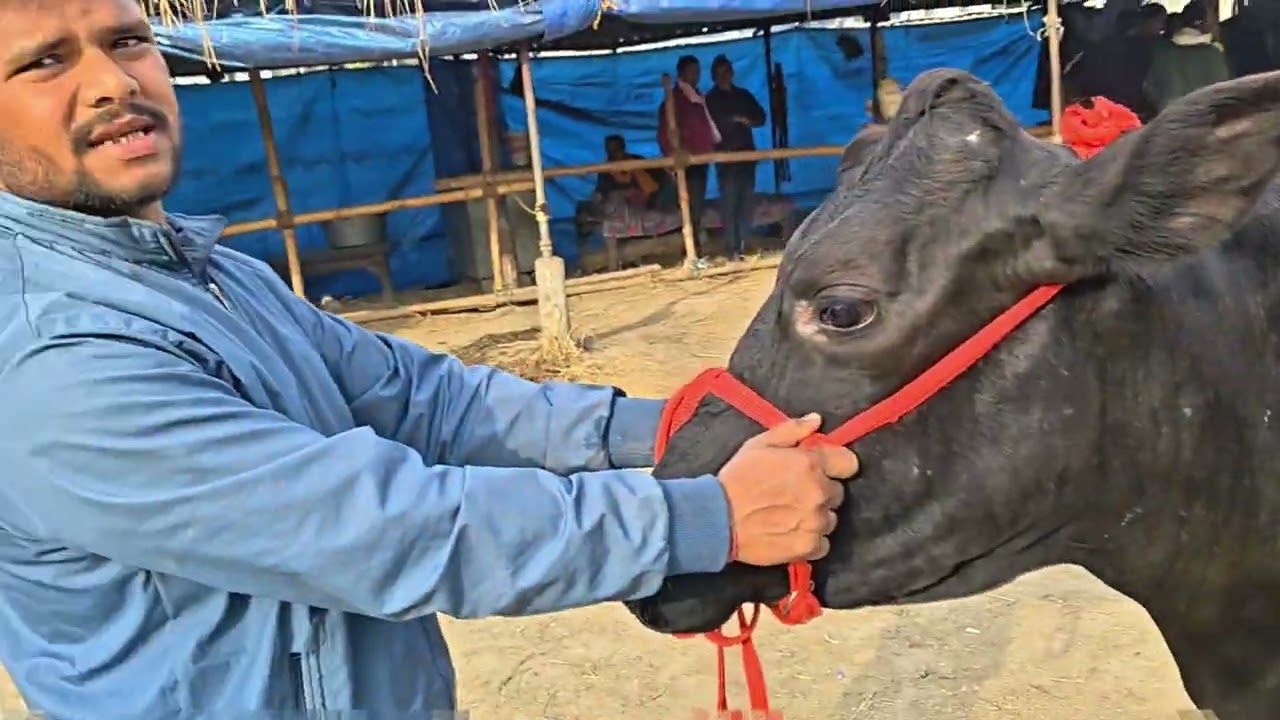 गाय के रेट सुनके आपके होस उड़ जाएंगे 