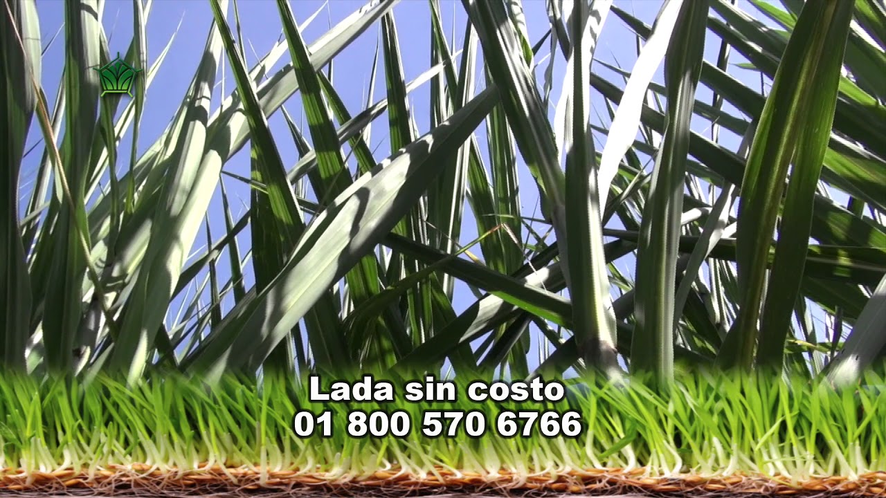 AgroScience | Caso de Éxito en Caña