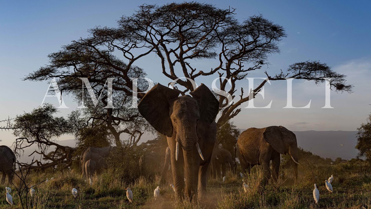 Amboseli Elephants - Big Tusker / Sony A1 8k