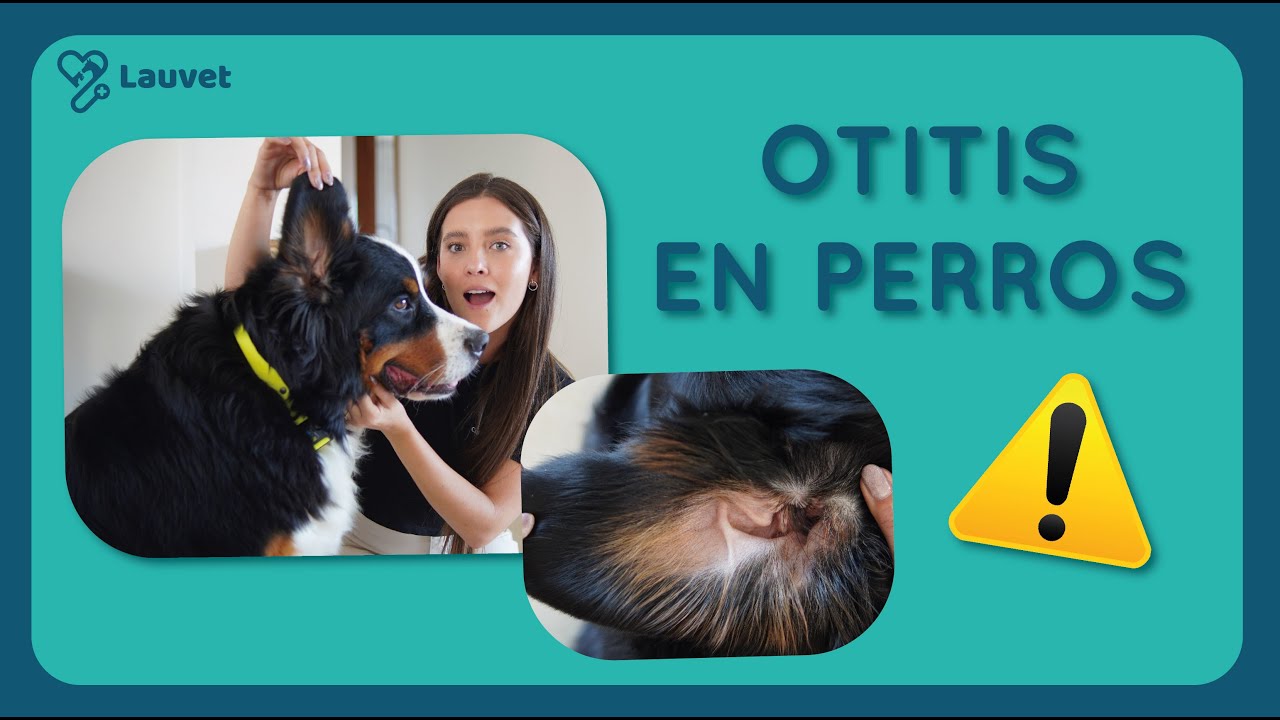 OTITIS EN PERROS | Síntomas, causas y prevención - Lauvet