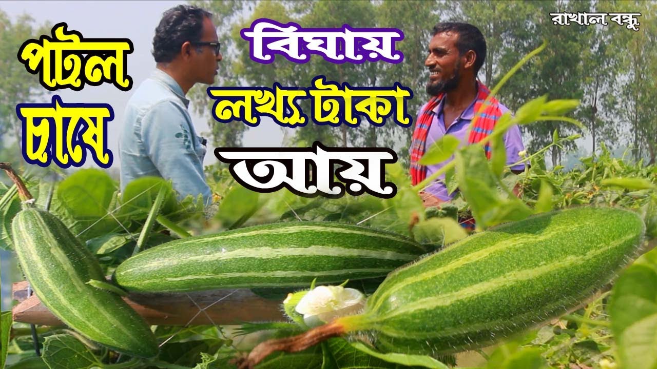 পটল চাষে বিঘায় লক্ষ টাকা আয় করছেন কৃষক সাইদুল । পটল চাষ সঠিক পদ্ধতি । Potol chas