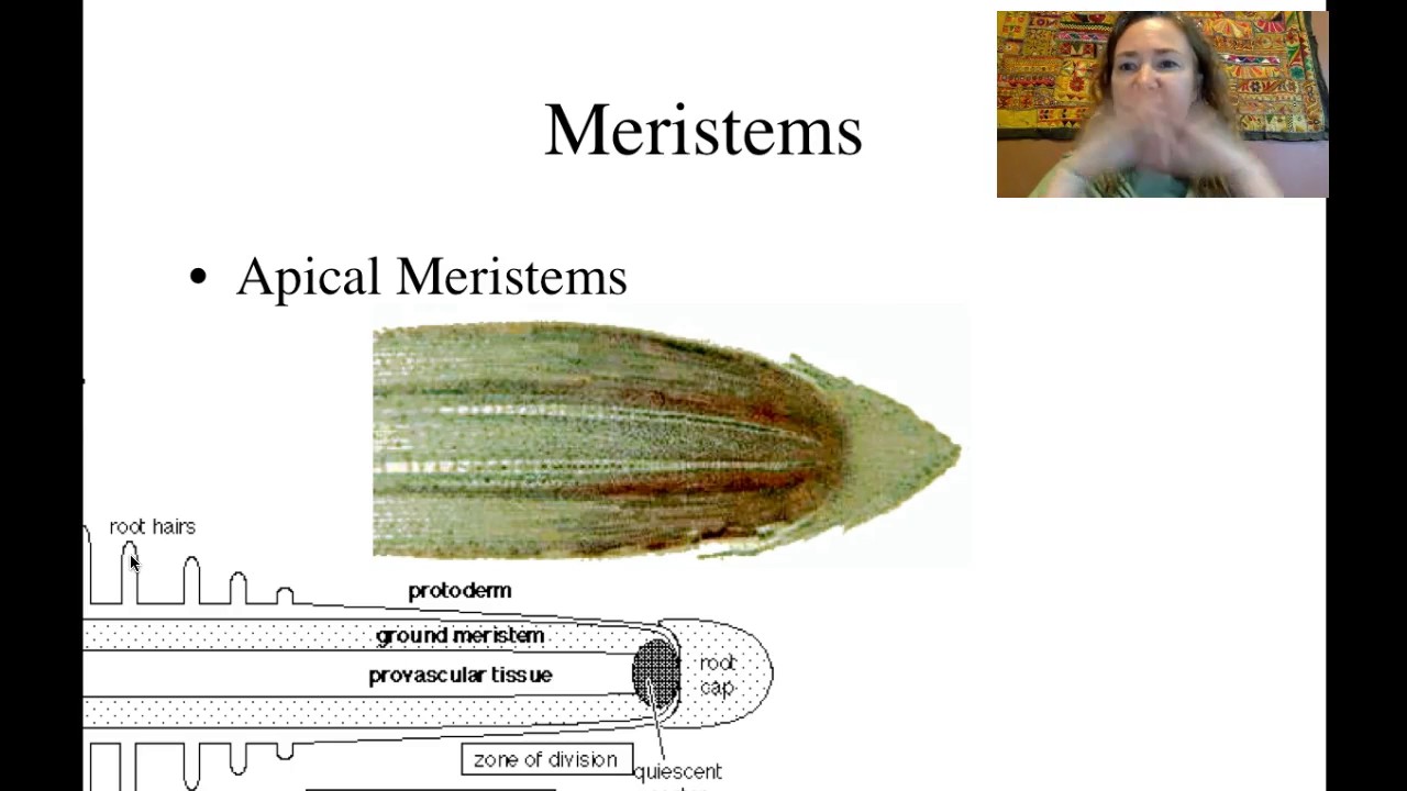 Plant Growth: Meristems [Horticulture 101 series]