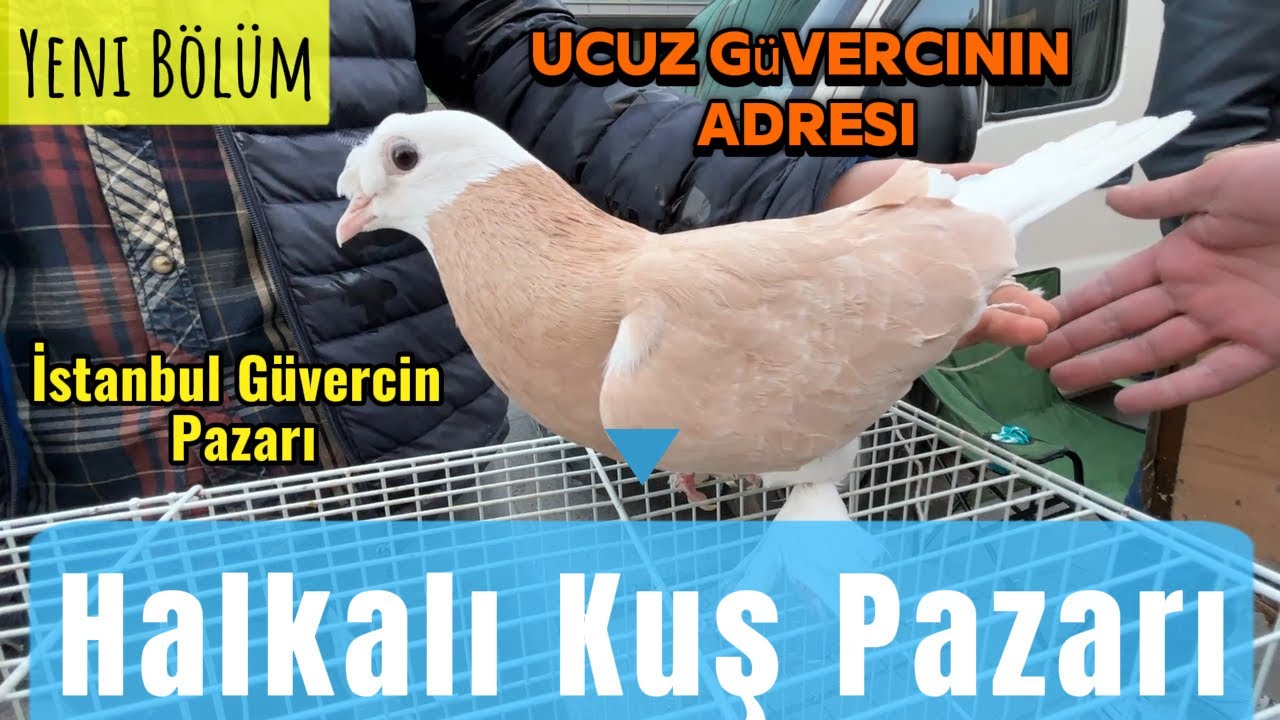 Halkalı kuş pazarı #kuşpazarı #güvercin #güvercinvideoları 