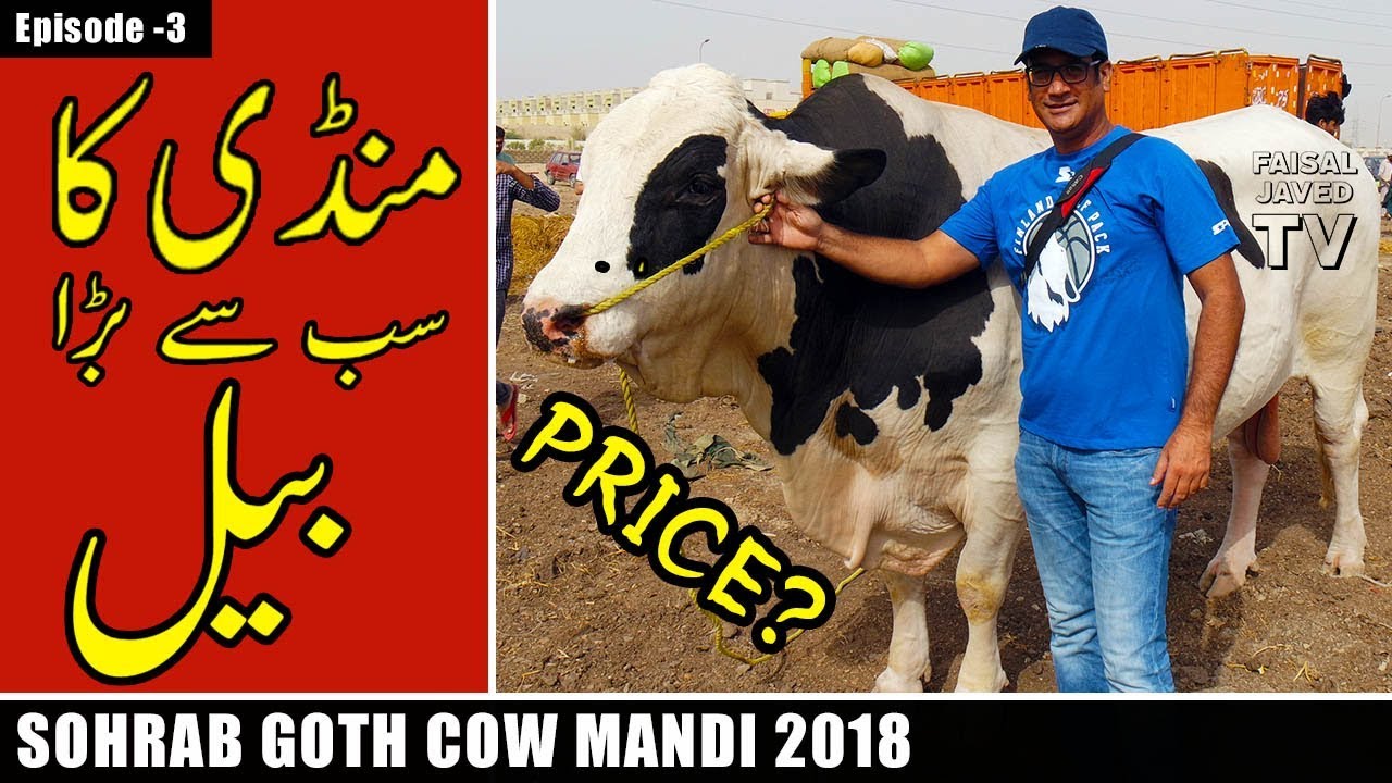 COW MANDI SOHRAB GOTH 2018 KARACHI | Episode – 3 | Video in URDU/HINDI