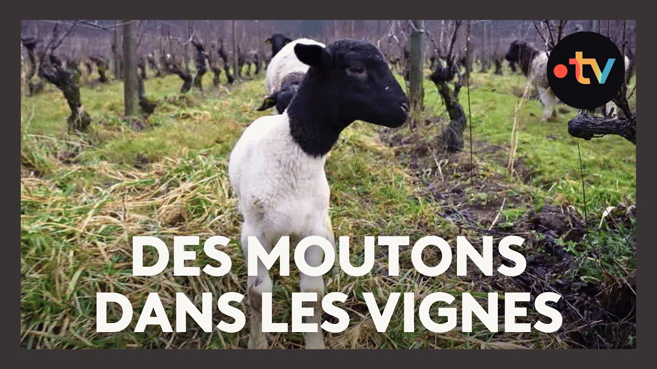 Insolite : des moutons remplacent les tondeuses dans les vignes