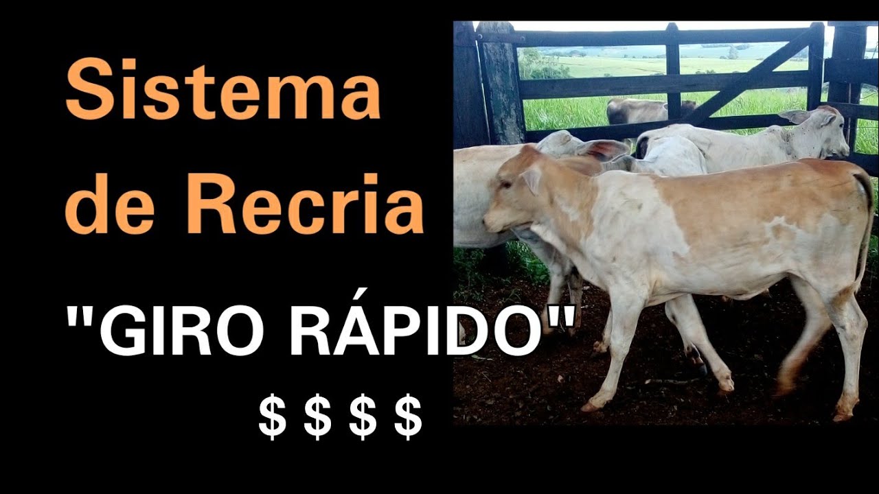 Você pensa em iniciar na pecuária? confere aí essa dica!