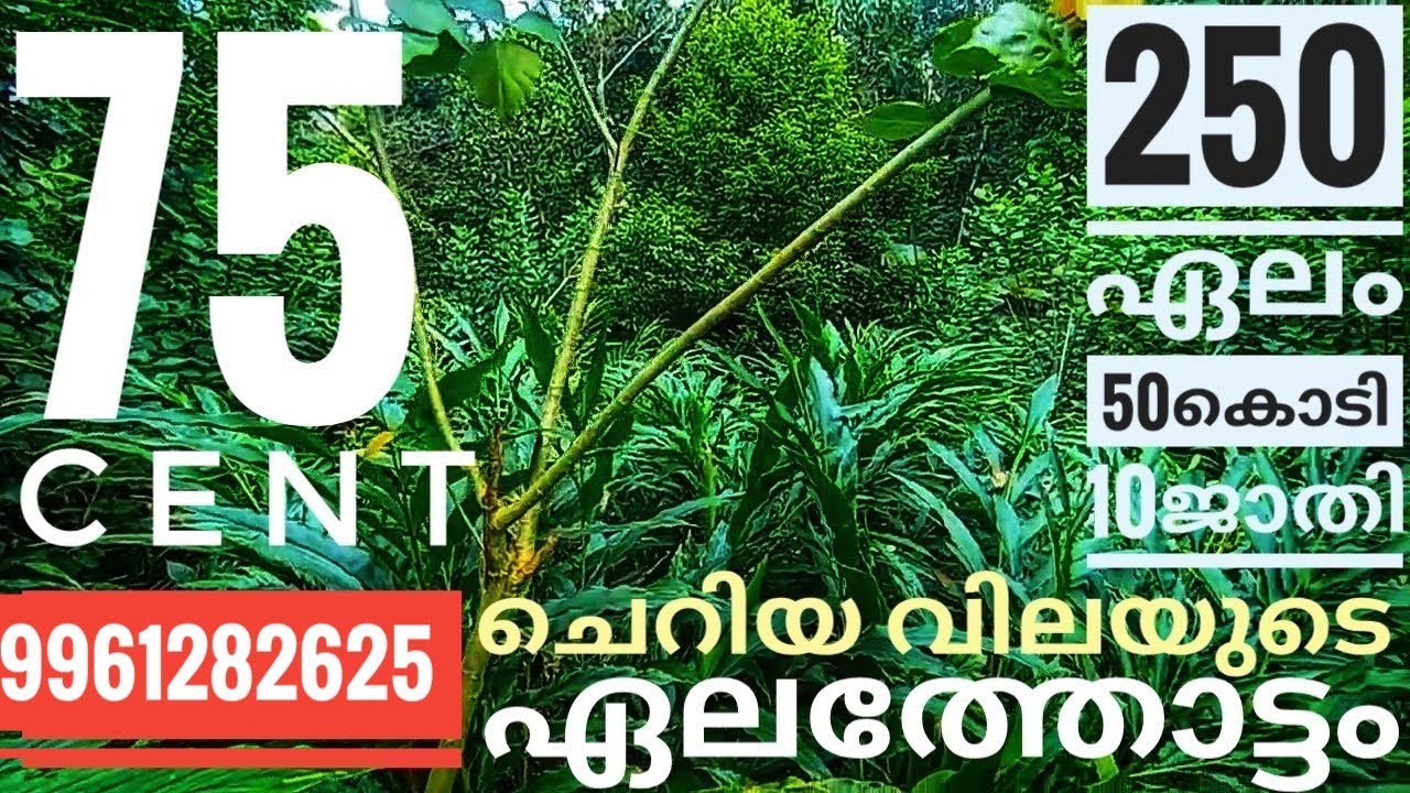 75 സെന്റ് സ്ഥലം വിൽപ്പനയ്ക്ക് #highrangeproperties #landforsale #idukki #realestate #agriculture 