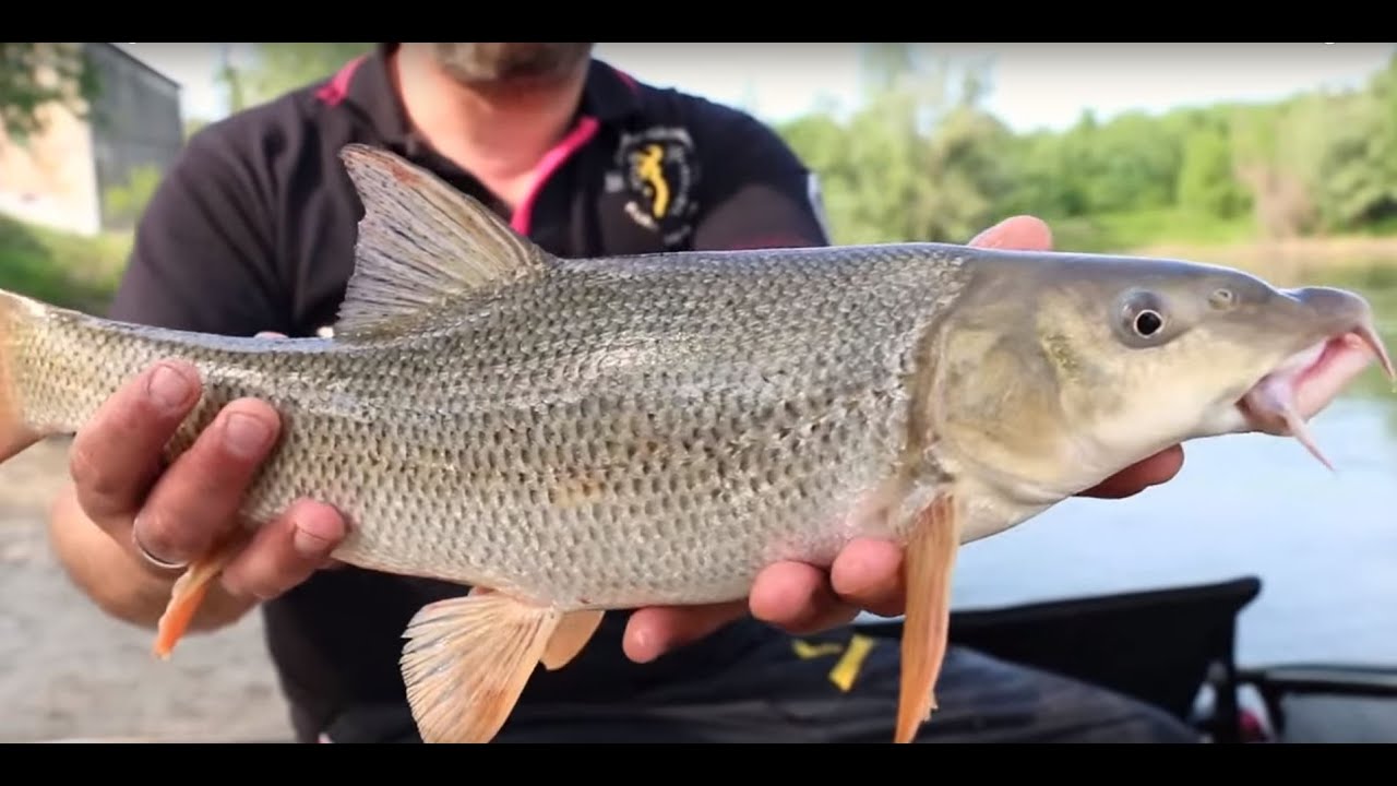 Feeder Fishing with Bob Maini