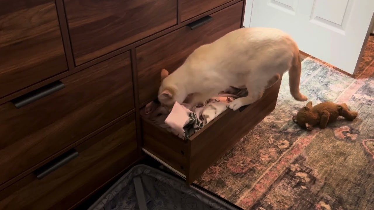 Fur Babies Being Cute! 🥰
