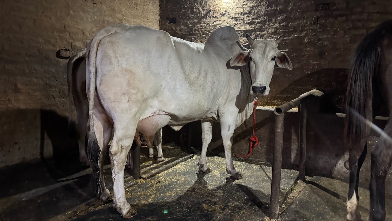 Live 1st Milking 🔴 Haryana Breed Cow. Manjeet Malik, Village - Bhainswal Kalan, Sonipat