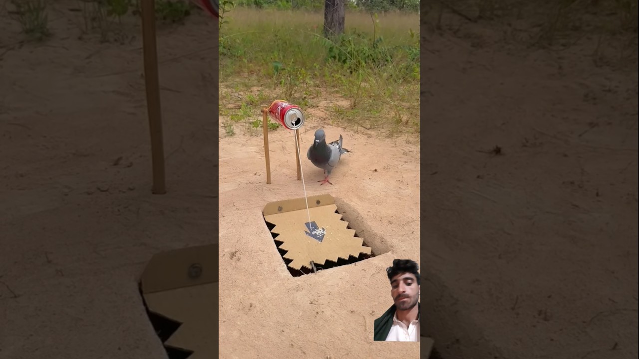 Pigeon traping video #pigeontrap #pigeoncatch #pigeonhunting