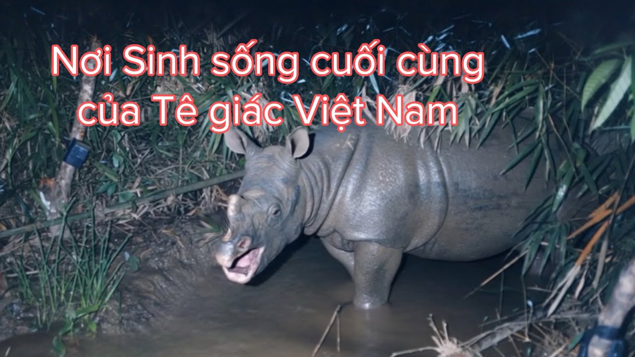 Vườn quốc gia Cát Tiên, nơi sinh sống cuối cùng của loài tê giác một sừng Việt Nam.