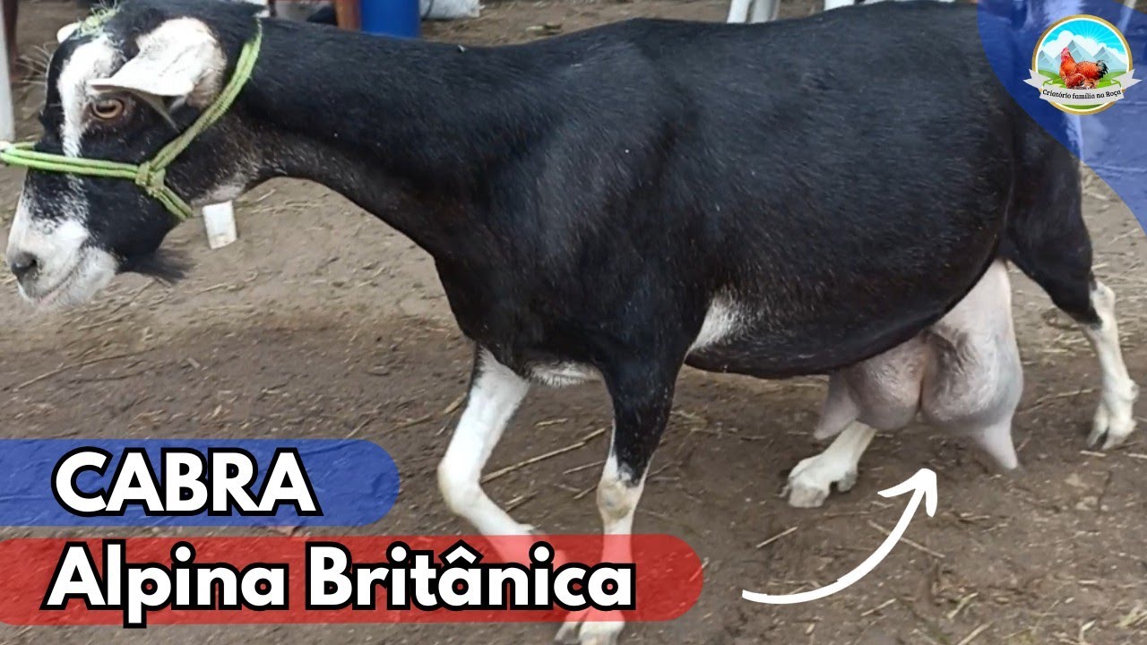 CABRAS LEITEIRAS ALPINA BRITÂNICA NO TORNEIO LEITEIRO (PARTE 3) ALTA PRODUÇÃO DE LEITE #cabras