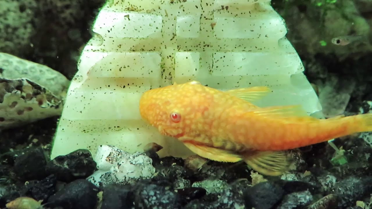 Golden Bristle nose Plecos