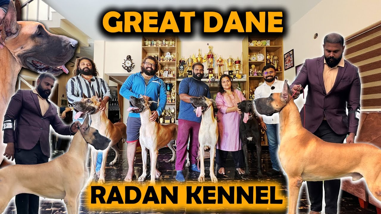 Great Dane Dog Breed | Tallest Great Dane | Great Dane Available | Puppies for sale
