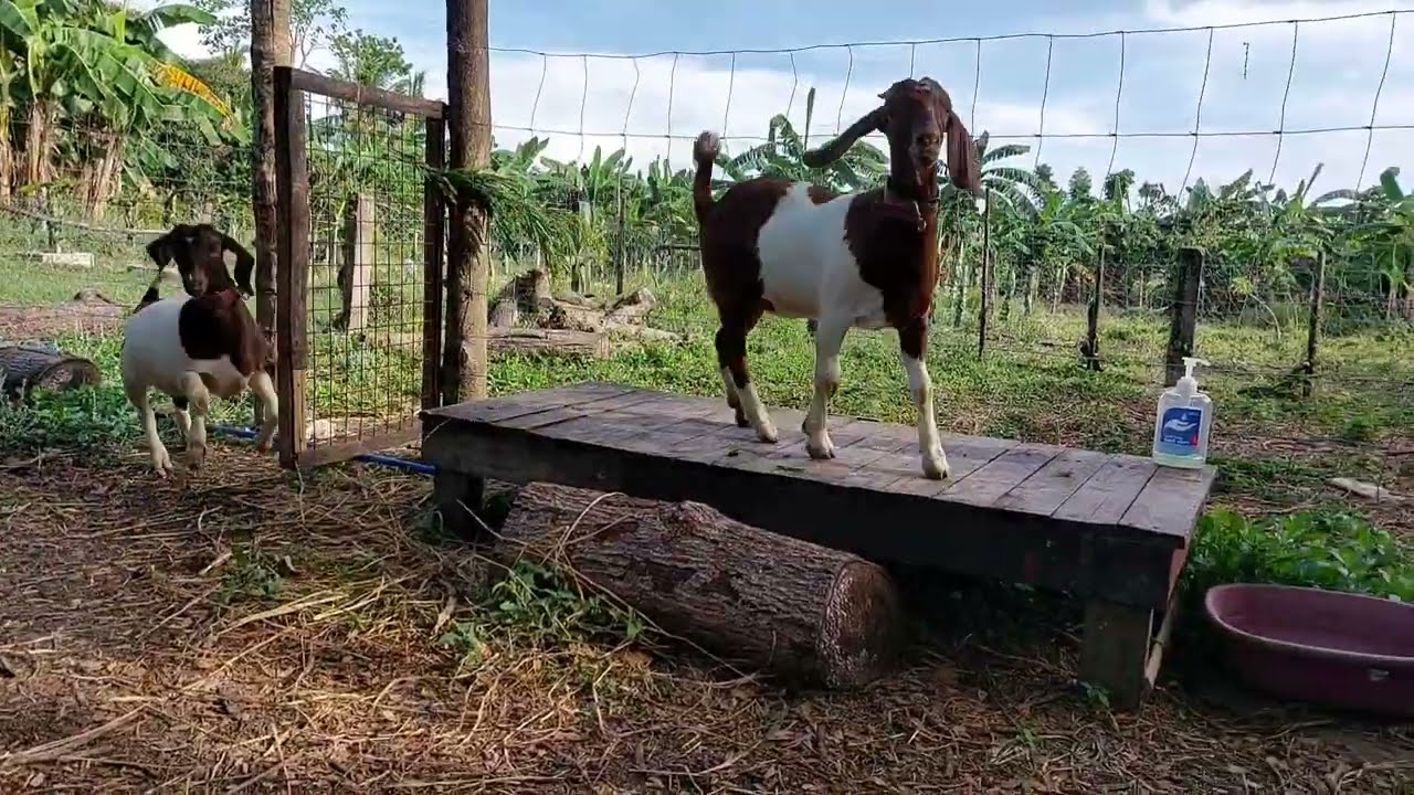 BOER DOELINGS Playing || Boer Goat Farm #shorts