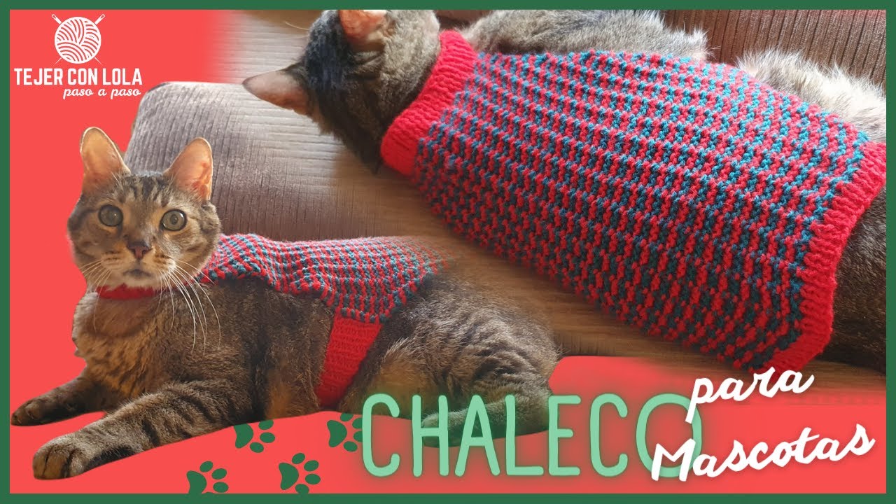 CHALECO para MASCOTA🐾 | a Dos Agujas