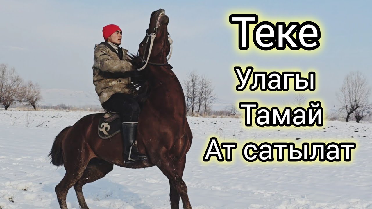 Бүгүн 25 январь 2026 Теке улагы тамай Ат сатуга чыкты #продажалошадей #лошадки #кыргызстан #узбекист