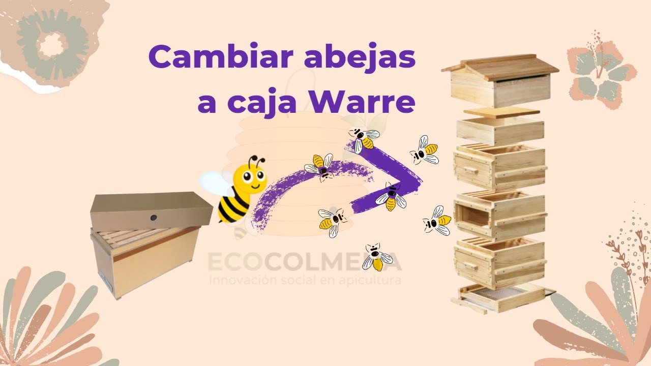 Como pasar una colmena de caja Langstroth a caja Warre