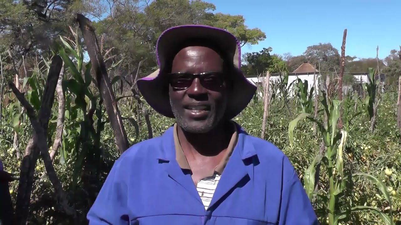 Зимбабве Просыпающийся гигант - выращивание томатов Зивенга