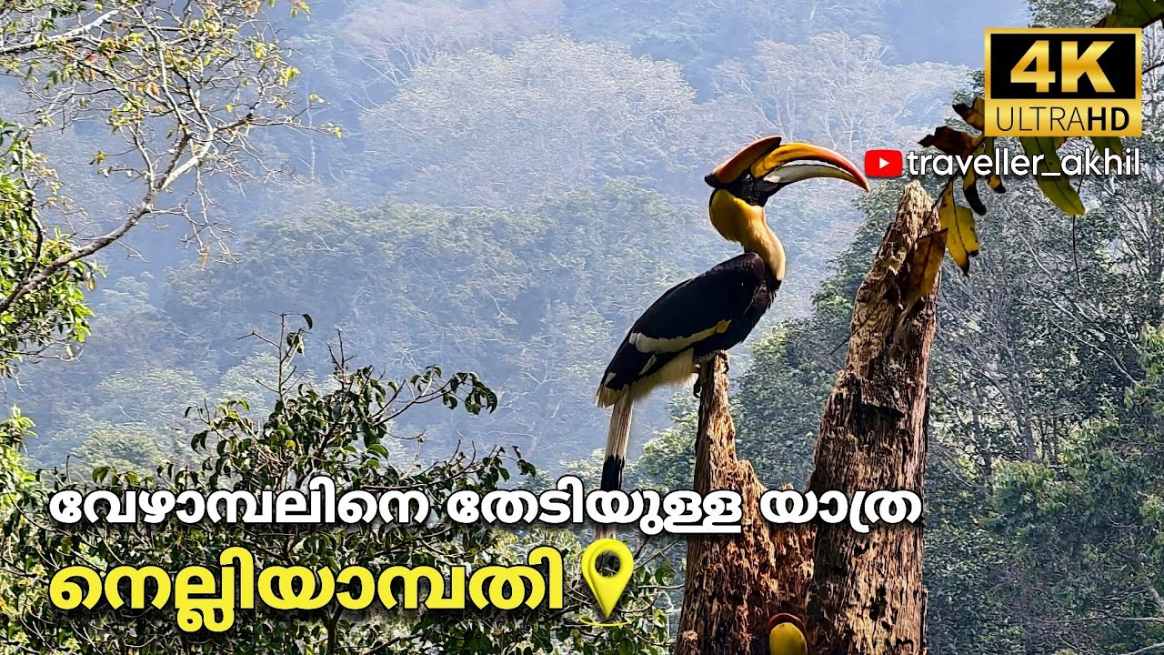 കാടിനെ അറിഞ്ഞൊരു യാത്ര | നെല്ലിയാമ്പതി | പാലക്കാട് 