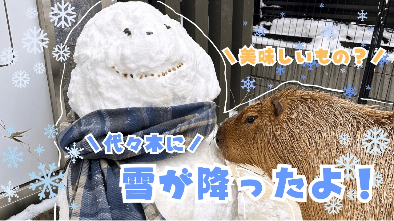 【カピバラ】代々木に雪が降ったよ！
