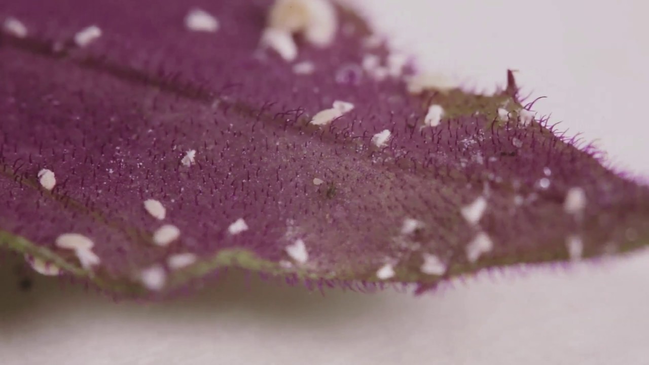 How To Kill Mealybugs