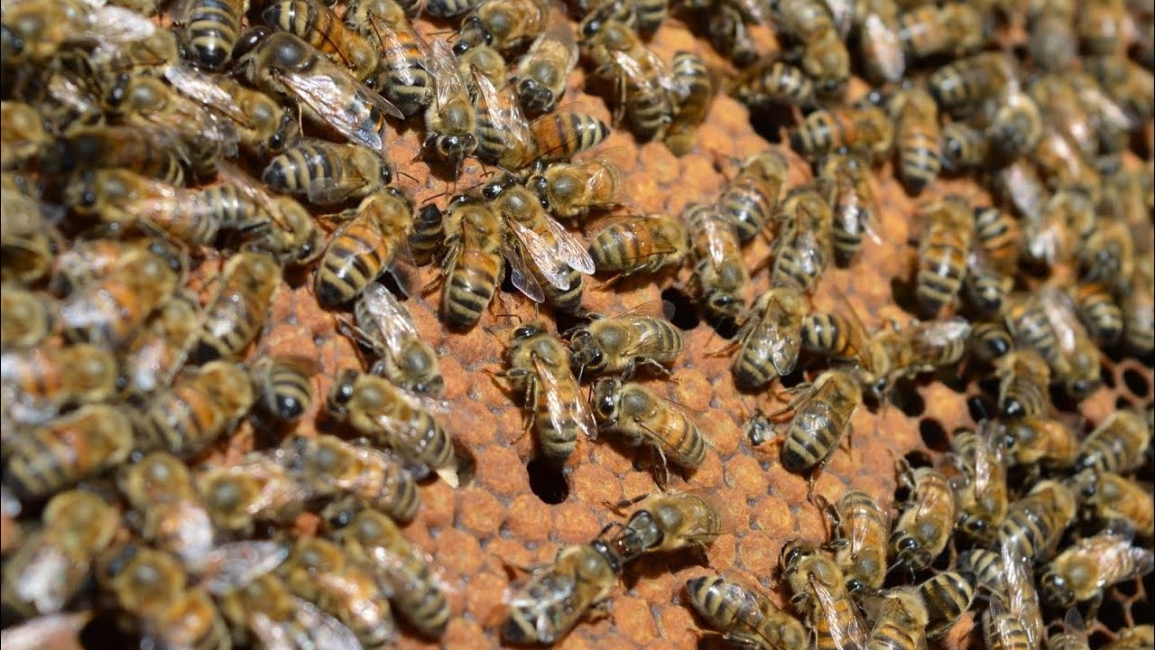 هل ممكن تربية ذكور قبل انتاج ملكات النحل؟ اخوكم ابو نرمين محمد المصري