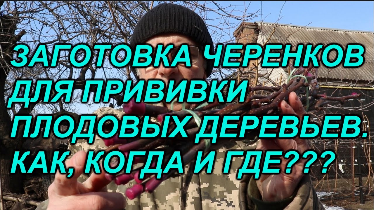 ЗАГОТОВКА ЧЕРЕНКОВ ДЛЯ ПРИВИВКИ ПЛОДОВЫХ ДЕРЕВЬЕВ