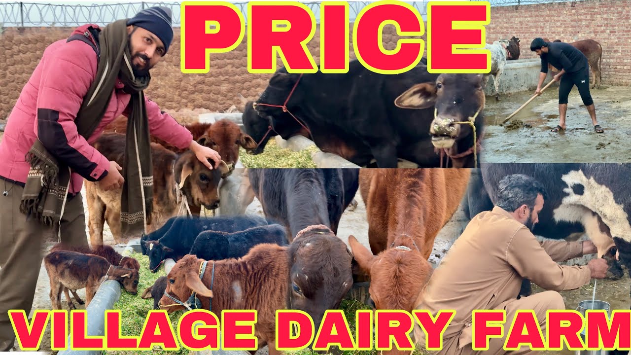 How Much Do Cows Cost? | Village Dairy Farm Prices Explained
