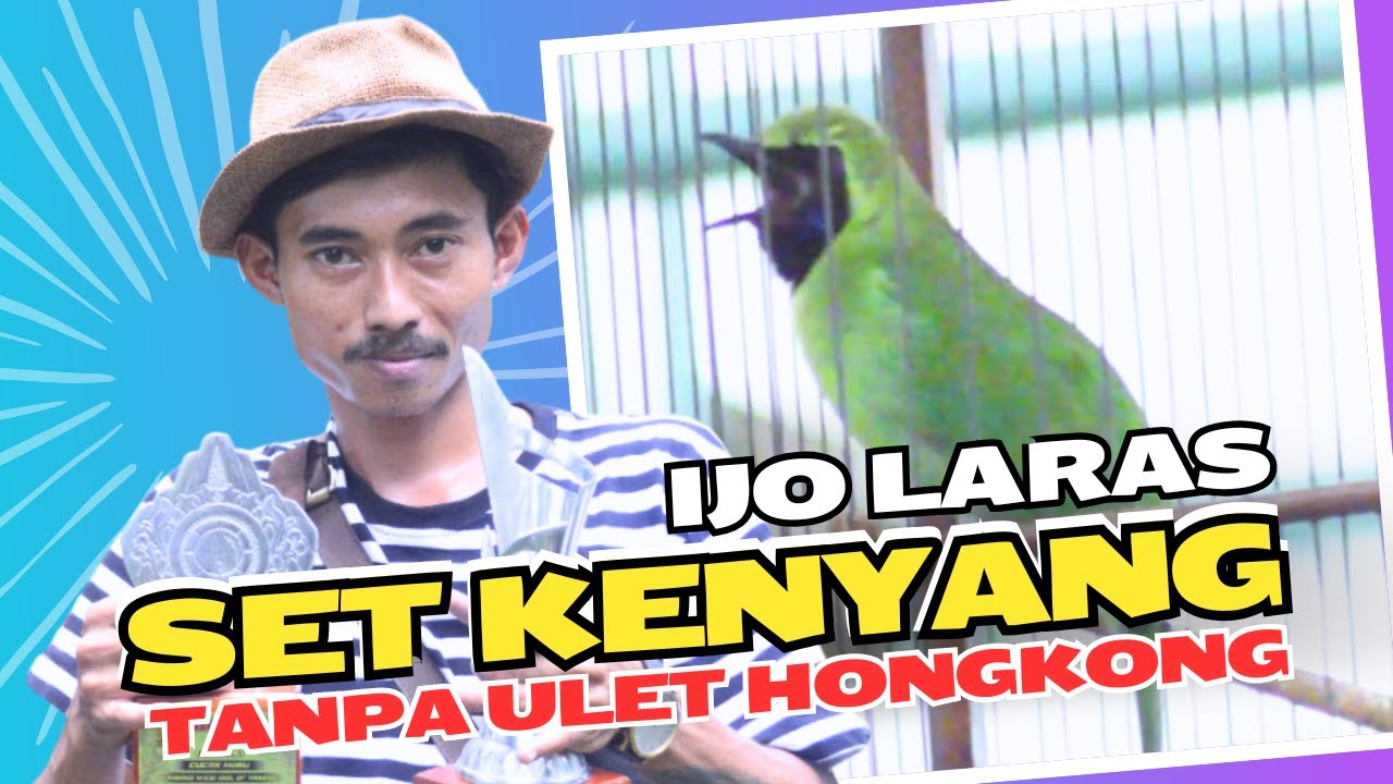 [CI LARAS] Cucak Ijo Stabil Cucak Ijo Setting Kenyang Cak Ijo Full Jangkrik Cucak Ijo Laras HoBi ID
