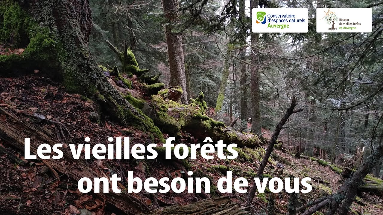 Les vieilles forêts ont besoin de vous !