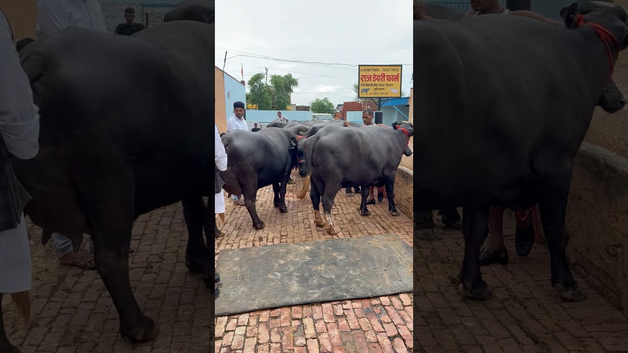 8 buffaloes with 16-22 litres of milk each were purchased by farmers from Madhya Pradesh.