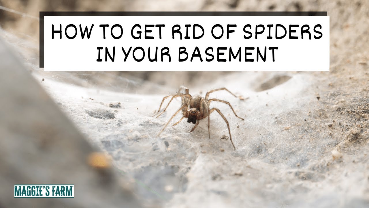 How to Get Rid of Spiders in Your Basement